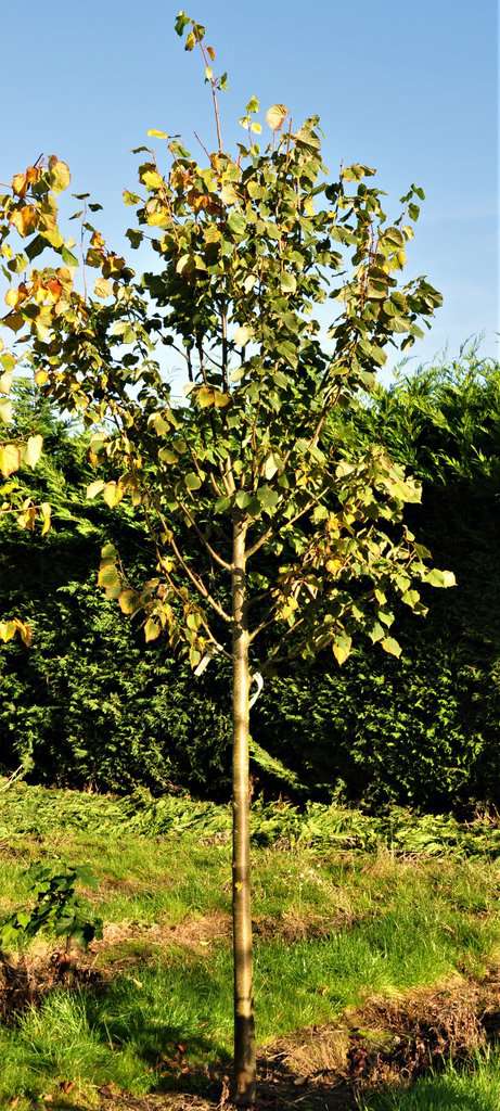 Tilia cordata 16-18 EHS